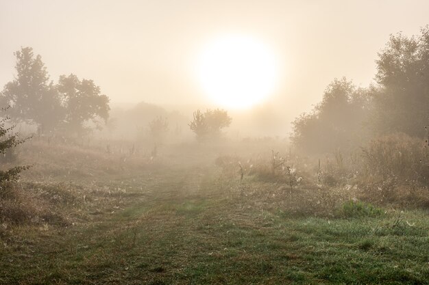 Paisaje de otoño brumoso con siluetas de árboles y sol borrosa en el cielo.