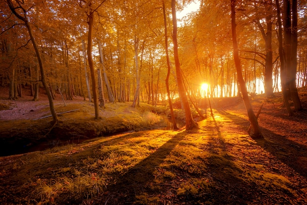 Foto gratuita paisaje de otoño. hermosa caída de oro en el bosque.