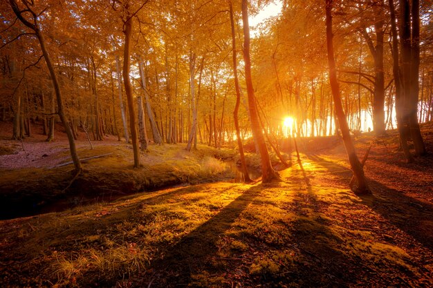 Paisaje de otoño. Hermosa caída de oro en el bosque.