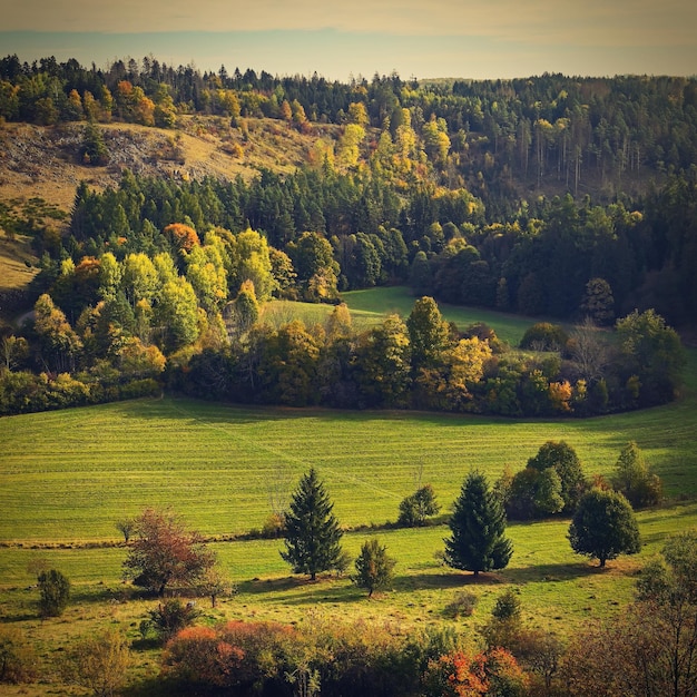 Paisaje de otoño Hermosas hojas coloridas en la naturaleza con el sol Concepto estacional al aire libre en el parque de otoño