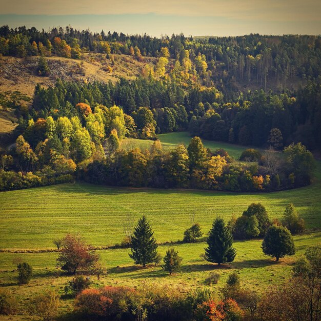 Paisaje de otoño Hermosas hojas coloridas en la naturaleza con el sol Concepto estacional al aire libre en el parque de otoño