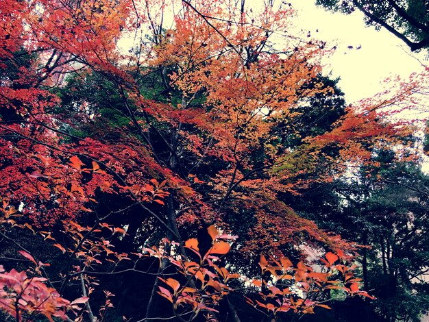 Paisaje de otoño hojas rojas naturaleza