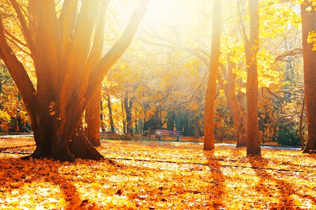 Paisaje de otoño.