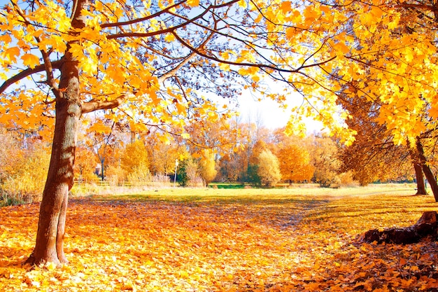 Paisaje de otoño.