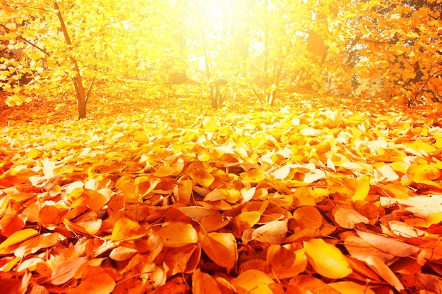 Paisaje de otoño.