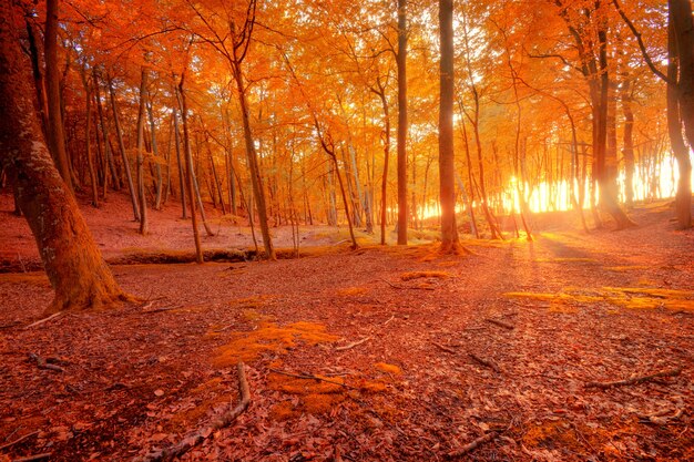 Paisaje de otoño.