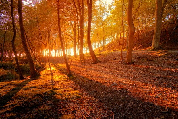 Paisaje de otoño.