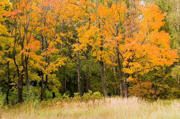 Foto gratuita paisaje de otoño