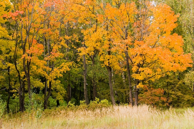 Paisaje de otoño