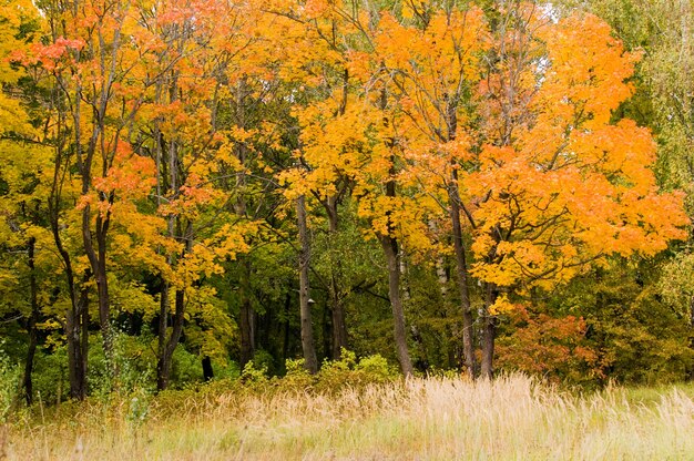 Paisaje de otoño