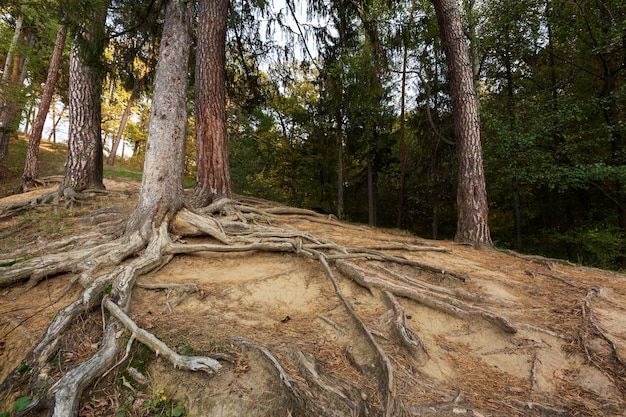 Paisaje pacífico de la madre naturaleza