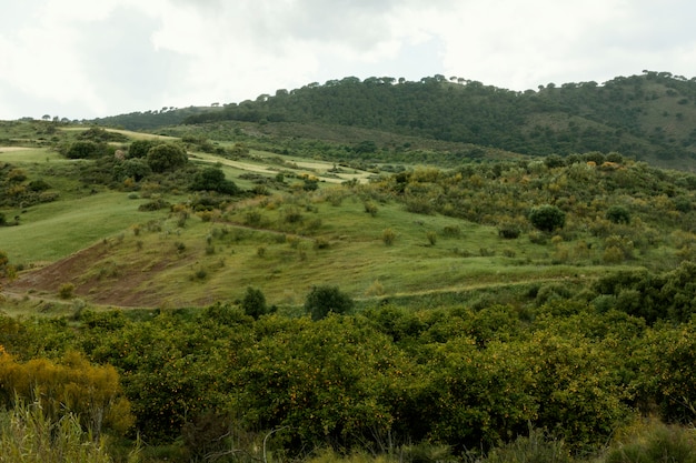 Paisaje pacífico de tiro extra largo con árboles