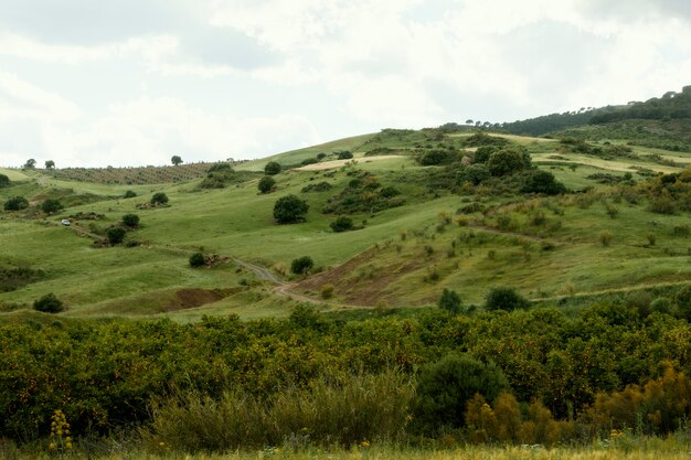 Paisaje pacífico de tiro extra largo con árboles