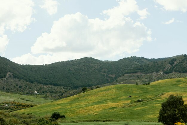 Paisaje pacífico de tiro extra largo con árboles