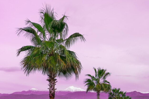 Paisaje con palmeras y montañas en la nieve contra un cielo violeta rosa una idea para publicidad sobre el mar en invierno