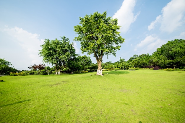 Paisaje de pastizales y entorno verde de fondo del parque