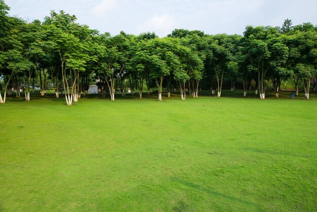 Paisaje de pastizales y entorno verde de fondo del parque