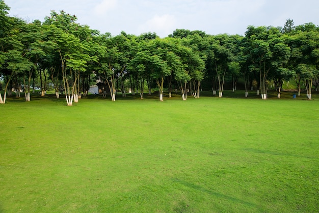 Paisaje de pastizales y entorno verde de fondo del parque