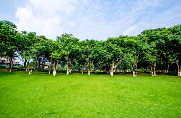 Paisaje de pastizales y entorno verde de fondo del parque