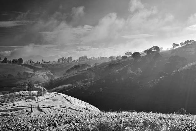 Foto gratuita paisaje de pradera en blanco y negro