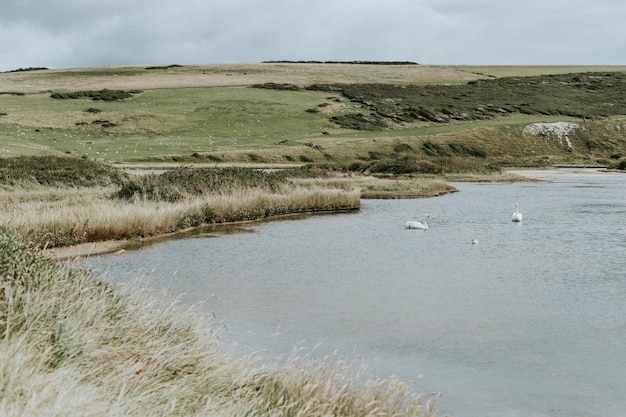 Paisaje de una pradera junto al agua.