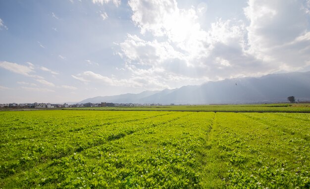 Paisaje de pradera soleada