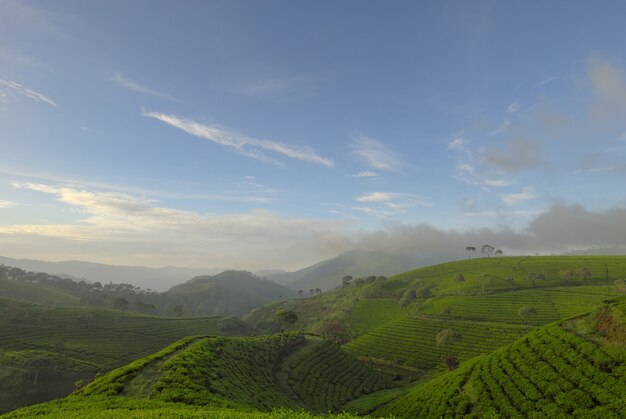 Paisaje de pradera verde