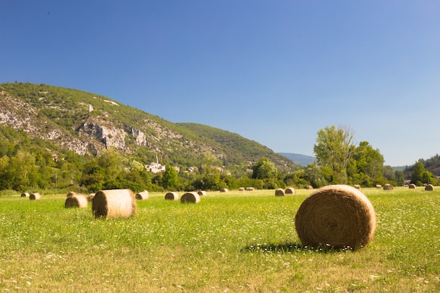 paisaje de pradera