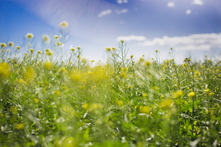 Foto gratuito paisaje de primavera en un día soleado