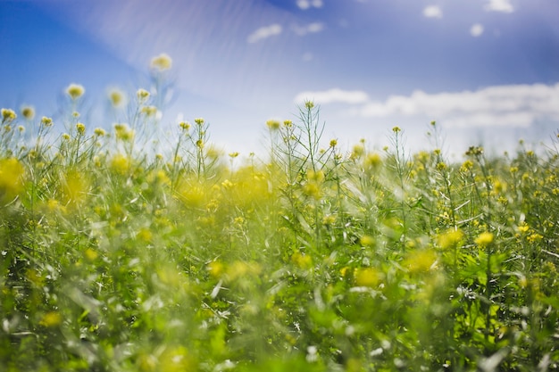 Paisaje de primavera en un día soleado