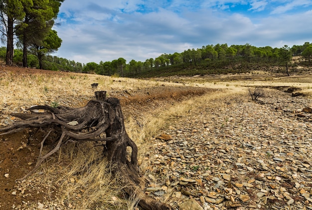 Paisaje de raíces en el arroyo seco