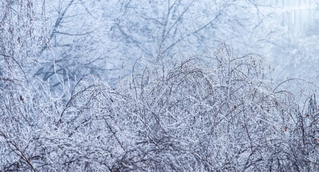 Paisaje de ramas de árboles cubiertos de escarcha durante el invierno en Zagreb en Croacia