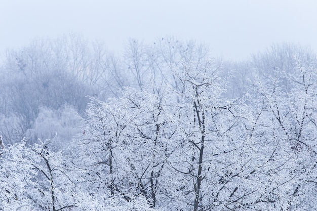 Paisaje de ramas de árboles cubiertos de escarcha durante el invierno en Zagreb en Croacia