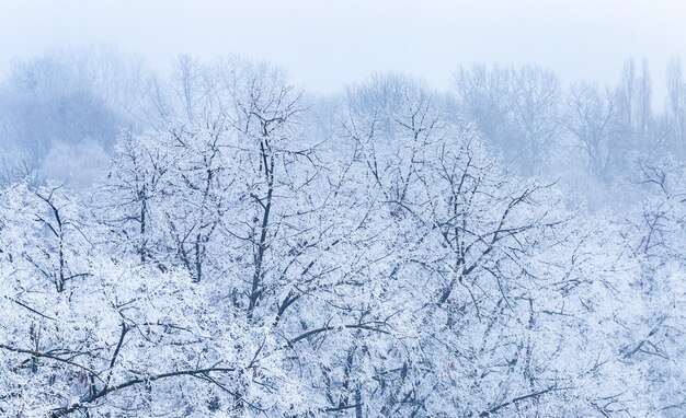 Paisaje de ramas de árboles cubiertos de escarcha durante el invierno en Zagreb en Croacia