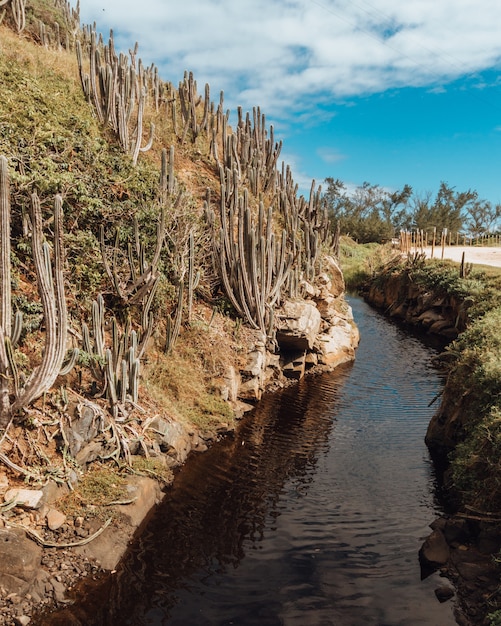 Paisaje de un río en Río de Janeiro con un camino de arena y cactus en una colina