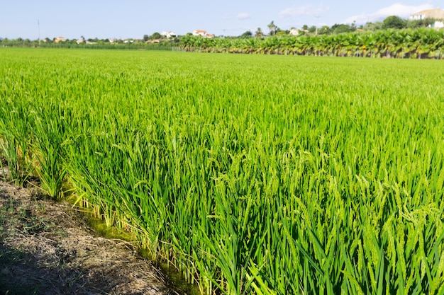 paisaje rural con campos de arroz