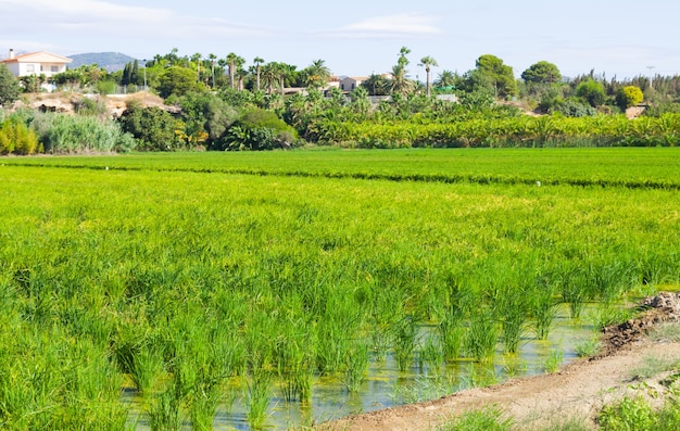 paisaje rural con campos de arroz