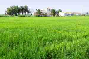 Foto gratuita paisaje rural con campos de arroz