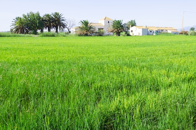 paisaje rural con campos de arroz