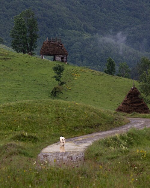 Paisaje rural en Dumesti, región de Transilvania de Rumania