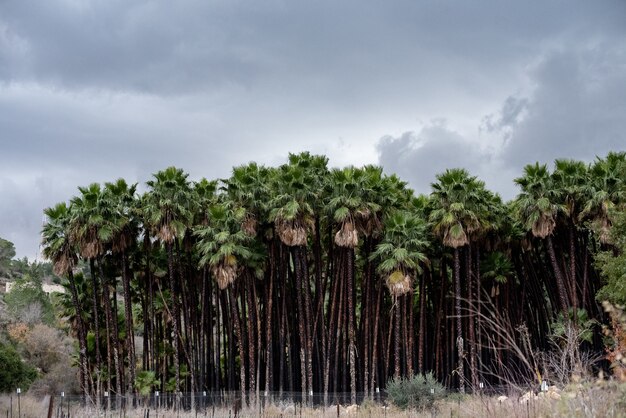 Paisaje de Sabal Palms bajo un cielo nublado rodeado de césped durante el día