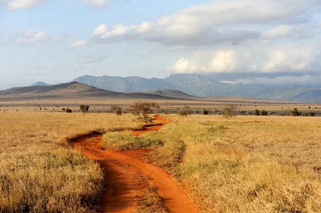 Paisaje de sabana en el parque nacional de Kenia, África