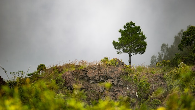 Paisaje. sobre el volcán batur. Bali. Indonesia