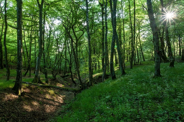 Paisaje del sol brillando sobre un bosque verde lleno de árboles altos y otras plantas