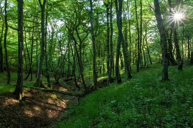 Paisaje del sol brillando sobre un bosque verde lleno de árboles altos y otras plantas