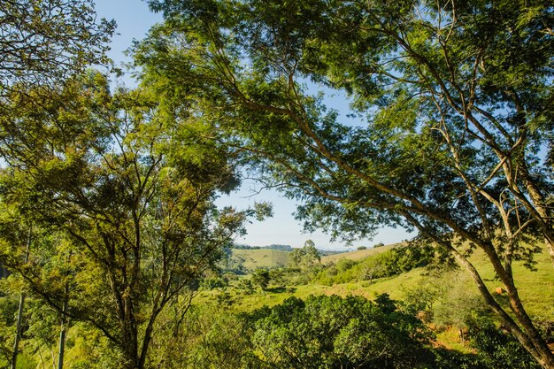 Paisaje soleado con árboles