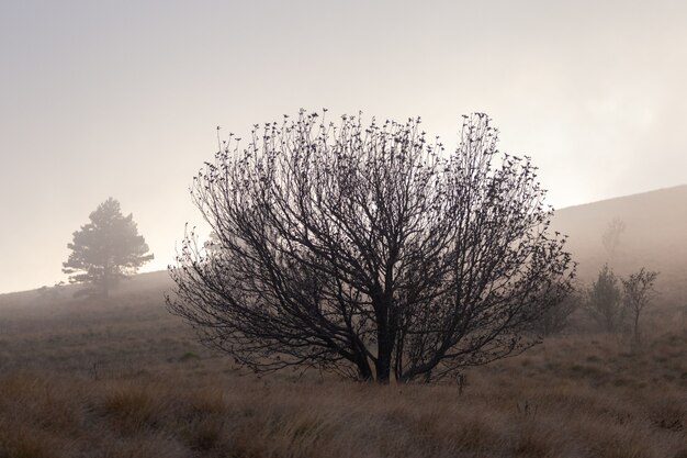 Paisaje sombrío con un solo árbol en Istria, Croacia