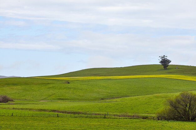 Paisaje de una tierra de rancho ondulado bajo el cielo despejado en Petaluma, California, EE.