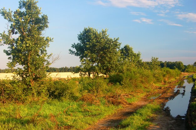 Paisaje tranquilo con árboles y vegetación