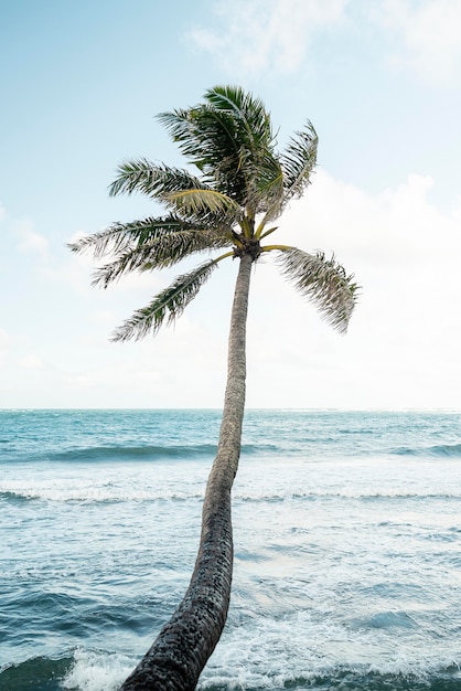 Paisaje tropical de hawaii con el mar azul